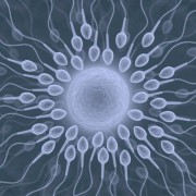 Reproductive System related image
